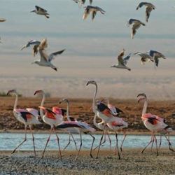 Birding Centers in Israel